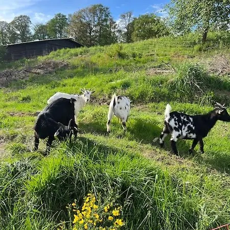 Bornhahn - Idylle Im Westerwald * Katzwinkel (Sieg)