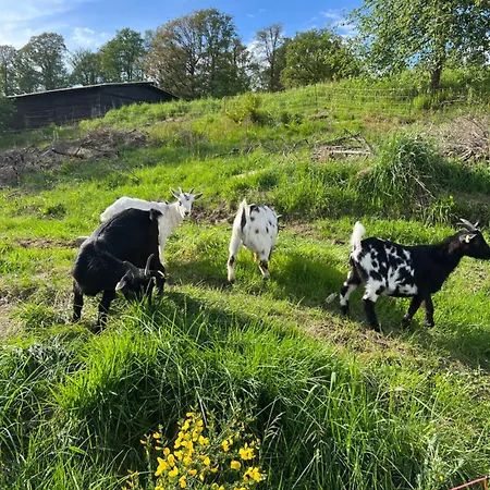Apartamento Bornhahn - Idylle Im Westerwald Katzwinkel (Sieg)