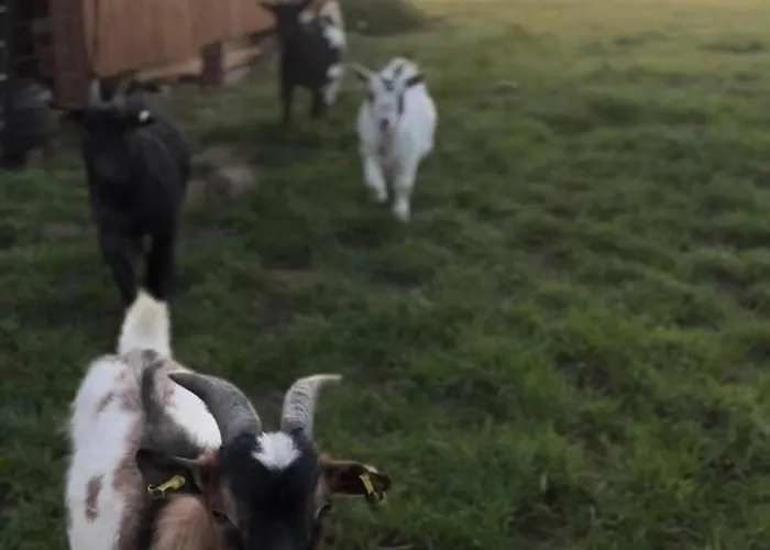 Bornhahn - Idylle Im Westerwald Apartamento Katzwinkel (Sieg)