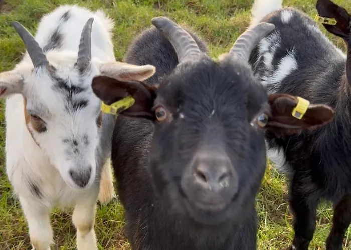 Apartamento Bornhahn - Idylle Im Westerwald Katzwinkel (Sieg)